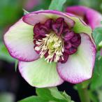 花苗 ミヨシのクリスマスローズ チェリーシフォン 9cmポット 1苗