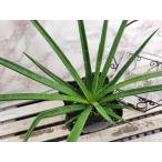 【花苗】マンガベ バッドヘアデイ 9cmポット 1苗 農林水産省品種登録 登録番号 第34315号