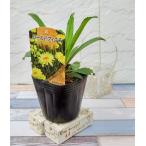  цветок рассада автомобиль Star te-ji- Gold ласты chi9cm pot 1 рассада 