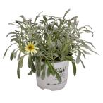 ガザニアビーストシルバーフォックス...