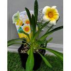 ガザニアビーストカナリアスマイル9...