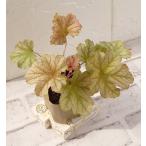 花苗こだわりヒューケラトパーズジャ...