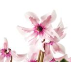 花苗 シクラメン ペチコート ライトウィズアイ 9cmポット 1苗