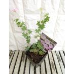  цветок рассада gela новый m солнечный gi новый m' -тактный la-tam' 10.5cm pot 1 рассада 