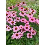 花苗 エキナセア シングル プレーリースプレンダー 10.5cmポット 1苗