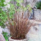  цветок рассада ka Rex bkyana колено 9cm длинный pot 1 рассада 
