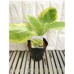  цветок рассада ho старт ( хоста ) Fuji .12cm длинный pot 1 рассада 