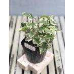  цветок рассада хедера ( ivy ) Harley gold 9cm pot 1 рассада 