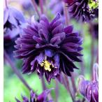 西洋オダマキブラックバロー10.5...