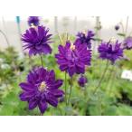 西洋オダマキブルーバロー10.5c...