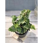  цветок рассада хедера ( ivy ) белый wonder 2 9cm pot 1 рассада 