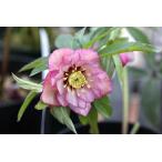  цветок рассада olienta белка hybrid рассада морозник Apple розовый двойной (. -слойный ) 9cm pot 1 рассада 