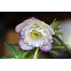 花苗 オリエンタリスハイブリッド苗 クリスマスローズ ピコティ ダブル（八重覆輪） 9cmポット 1苗