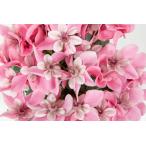 花苗 シクラメン ジックス ピンク 9cmポット 1苗