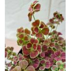  цветок рассада Angel clover happy tei9cm pot 1 рассада 