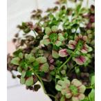  цветок рассада Angel clover мелодия -9cm pot 1 рассада 