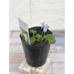  цветок рассада запах s Mille hentineiju9cm длинный pot 1 рассада 