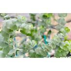  цветок рассада эвкалипт Bay Be голубой 9cm pot 1 рассада север Shinshu. Kiyoshi .. воздух .... высокое качество . наша компания производство рассада 