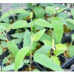 цветок рассада лимон эвкалипт 9cm pot 1 рассада ~ север Shinshu. Kiyoshi .. воздух .... высокое качество. наша компания производство рассада ~