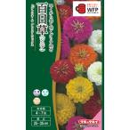 花種子 百日草（ジニア）F1プレシオーサ プレミアムミ