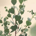  цветок семена Urban Collection Webster's Mallee Eucalyptus Seedswe бустер z Marie эвкалипт ptas. tane