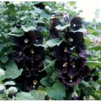  цветок семена Muller Collection Alcea rosea Jet Black seedsarusearo там jet черный. tane