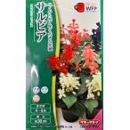 花種子 サルビア フラメンコミックス タキイ種苗のタ
