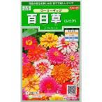 花種子 百日草（ジニア） ワーリーギッグ サカタのタ