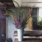  цветок семена Urban Collection Digitalis Dalmatian Purple Seedsjigita белка далматинец лиловый. tane