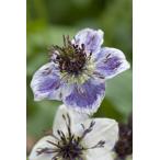 花種子 Muller Collection Nigella papillos…