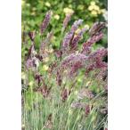  цветок семена Muller Collection Melinis nerviglumis Karoo Queen Seedmeli лак фланель bigrumi Skull - Queen. tane