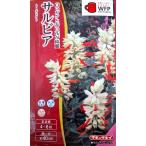 花種子 サルビア トーチライト タキイ種苗のタネ