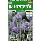 花種子 ルリタマアザミ（エキノプス） サカタのタネ