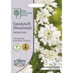 【種子】Mr.Fothergill's Seeds Royal Horticultural Society Candytuft(Perennial) SNOWFLAKE RHS キャンディタフト（ペレニアル） スノーフレーク