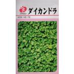  цветок семена da кальмар n гонг ( пальто семена ) удача цветок . вид рассада. tane