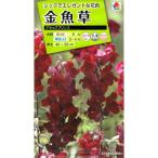  цветок семена львиный зев большой ( anti hinam) черный Prince takii вид рассада. tane