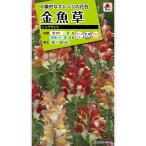 [ семена ] львиный зев большой ( anti hinam) Len Blanc totakii вид рассада. tane