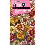  цветок семена 100 день .(jinia)jaji- смешивание takii вид рассада. tane