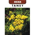  трава семена язык ji- глициния рисовое поле семена. tane