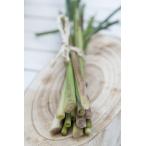  трава семена Muller Collection Lemon Grass (Cymbopogon flexuosus) seeds сорго лимонное ( gold bopogomfreks мужской s). tane