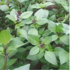  трава семена TSGI-213 базилик ( сигнал Lee базилик )tokita вид рассада. tane