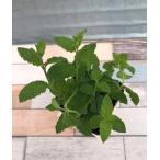 [ трава рассада ] клубника мята 9cm pot 1 рассада 
