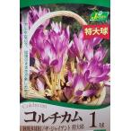 花球根コルチカムザ・ジャイアント１...