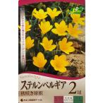 ステルンベルギア２球入カネコ種苗の球根
