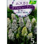 【花球根】ムスカリ ダブルビューティー 5球入 カネコ種苗の球根