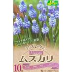 花球根ムスカリアズレウム10球入カ...