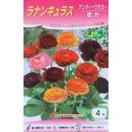 ラナンキュラスアンティークカラー混...