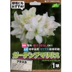 [ цветок луковица ] сад амариллис ( выдерживающий холод .hipe Astra m) Аляска 1 лампочка входить ka кошка вид рассада. луковица 