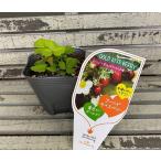  овощи рассада лесная земляника Gold kis Berry 9cm pot 1 рассада 