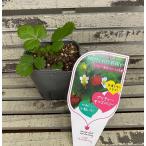  овощи рассада лесная земляника pli чай kis Berry 9cm pot 1 рассада 